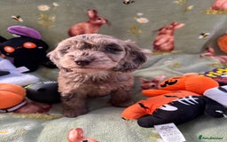 Cockapoo dogs for sale: PRA clear F1b Cockapoo puppies  - Image 16