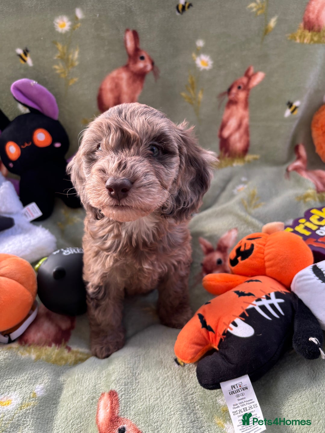 Cockapoo dogs for sale: PRA clear F1b Cockapoo puppies  - Image 16