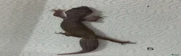 Leopard Gecko reptiles for sale: Baby leopard geckos £40 to £60 - Advert 9
