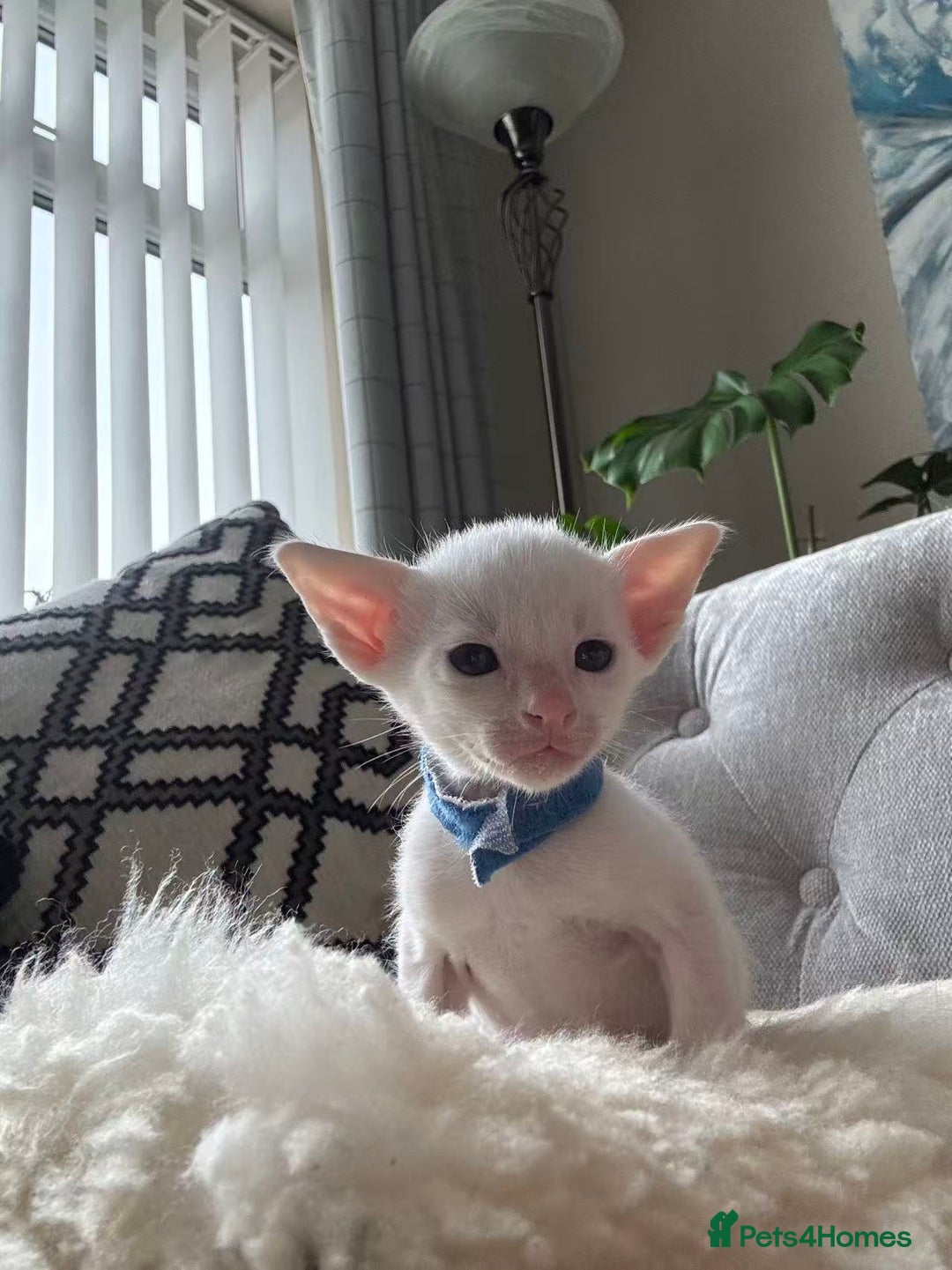 Siamese cats for sale: Beautiful Siamese Kittens – Ready February - Advert 15