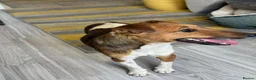 Fox Terrier dogs for adoption: Sweet William needs LOVE - Advert 14
