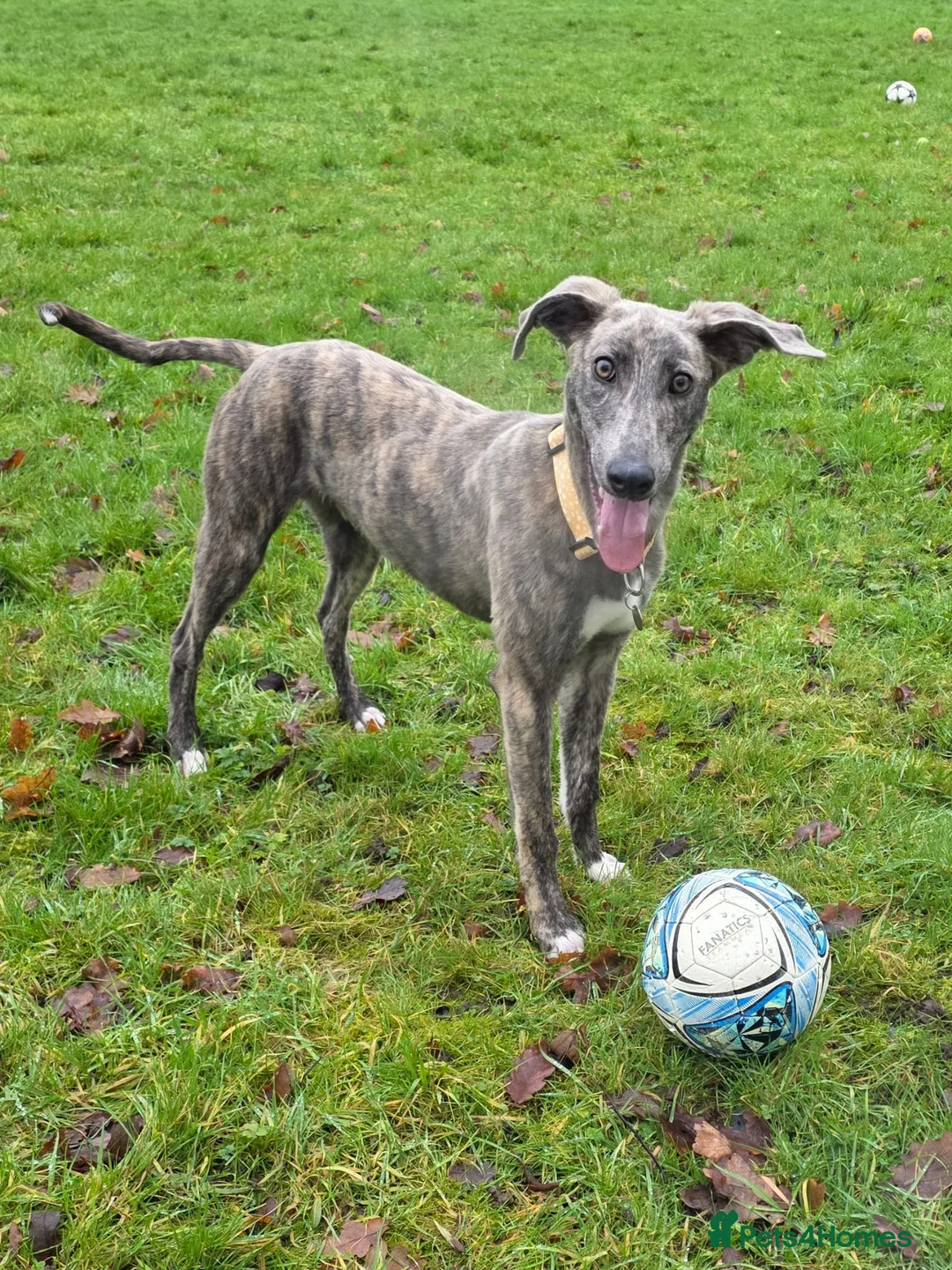 Lurcher dogs for adoption: Puddle - Advert 4