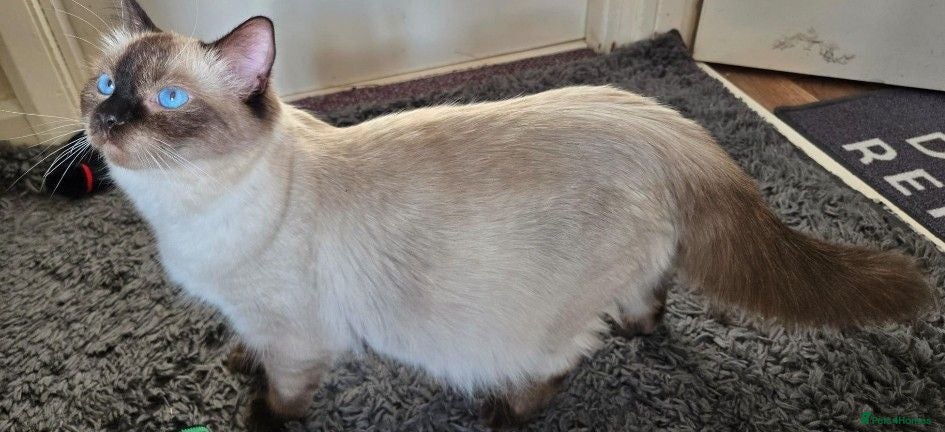 Ragdoll cats PURE RAGDOLL KITTENS AVAILABLE !!! - Advert 1