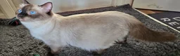 Ragdoll cats for sale: PURE RAGDOLL KITTENS AVAILABLE !!! - Advert 1