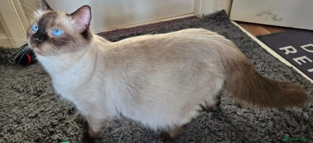 Ragdoll cats for sale: PURE RAGDOLL KITTENS AVAILABLE !!! - Advert 1
