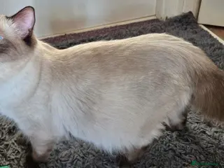 Ragdoll cats PURE RAGDOLL KITTENS AVAILABLE !!! - Advert 6