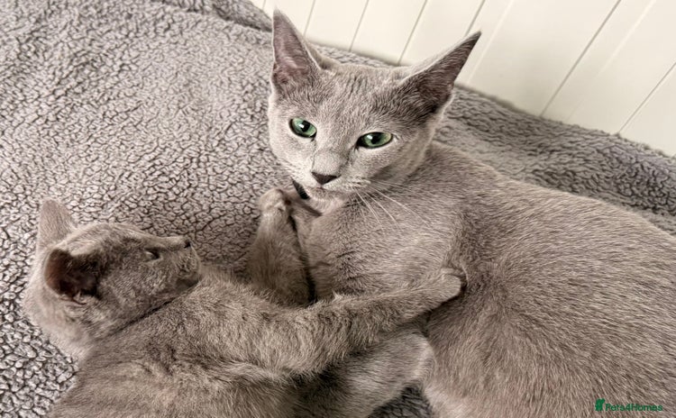 Russian Blue cats TICA Registered Russian Blue Boy Kitten  - Advert 1