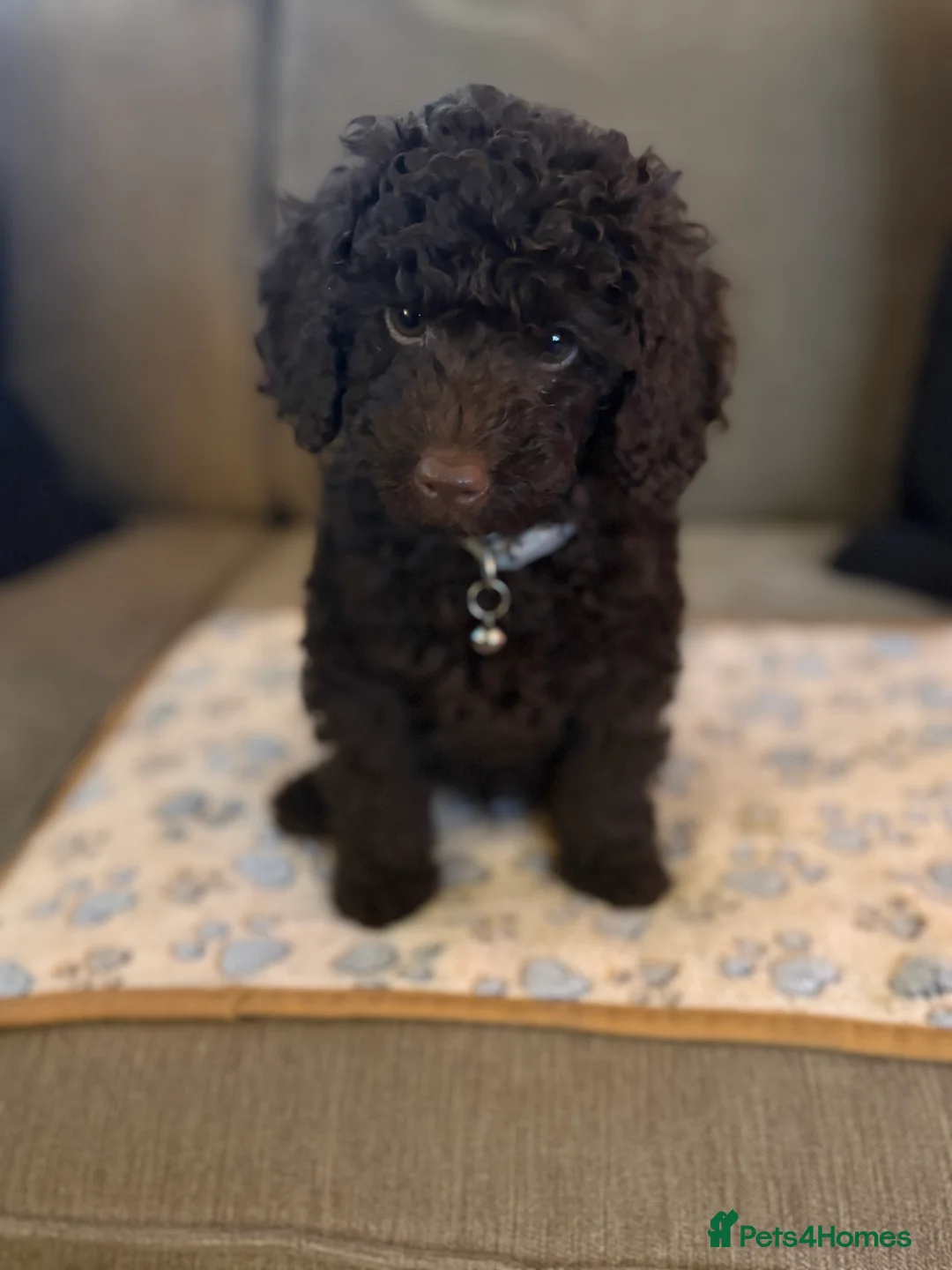 Cockapoo dogs for sale: Ready to leave chocolate boy  - Advert 2