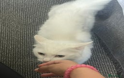 Turkish Angora cats for sale: Snowy Turkish Angora 2 years old female - Image 5