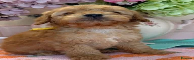 Cockapoo 4