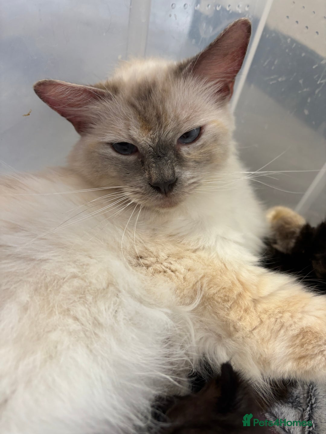 Ragdoll cats for sale: Gorgeous ragdoll cross kittens  - Image 4