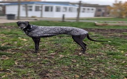 Greyhound dogs for adoption: Iris  - Image 2