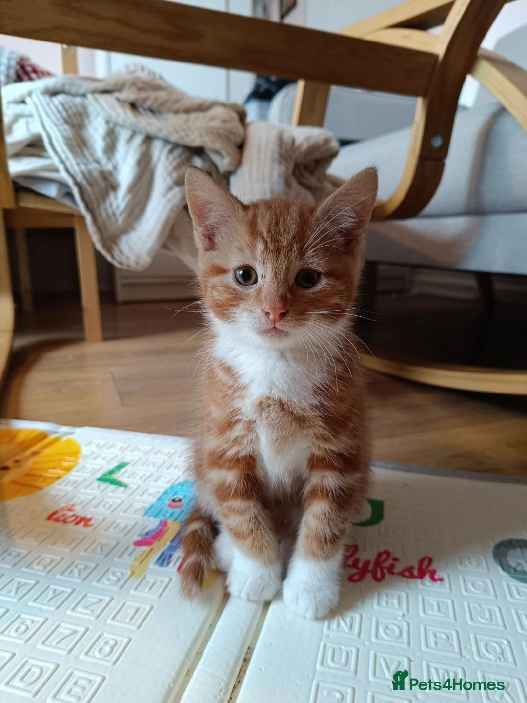 Mixed Breed cats for sale: Adorable Kittens Looking for Loving Homes - Advert 10