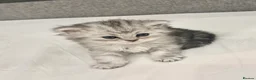 Persian cats for sale: Beautiful Persian Kittens - Advert 8
