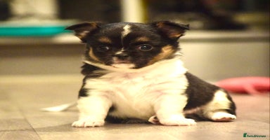 Chihuahua dogs - Advert 5