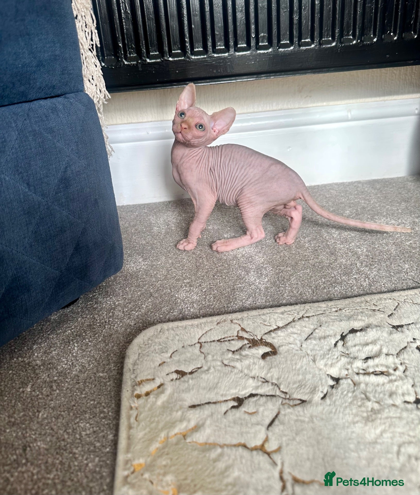 Sphynx cats 🐾 2 Canadian sphynx kittens  🐾 - Advert 6