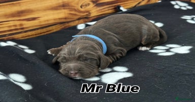 Sprocker dogs Fully Health Tested Sprocker Spaniel Puppies - Advert 1