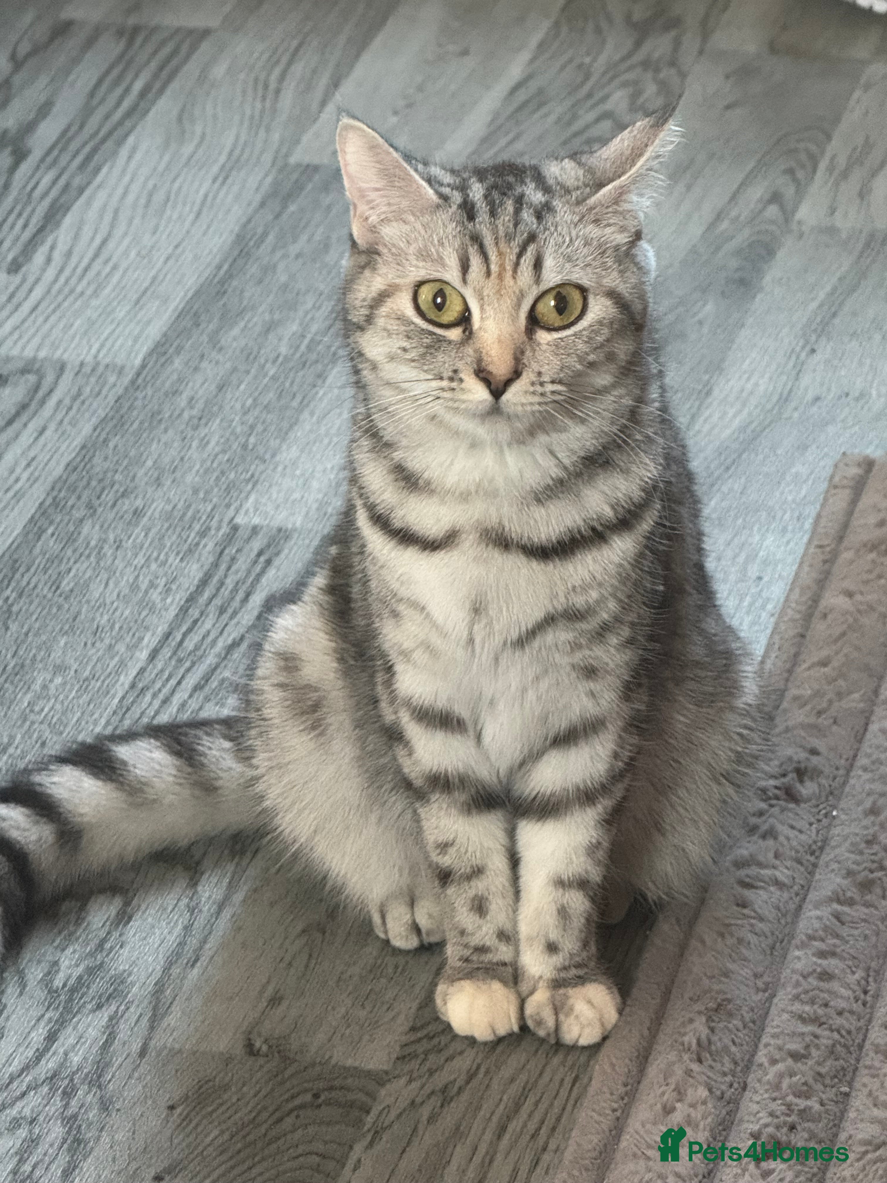 British Shorthair cats 🐾Gorgeous British shorthair🐾 - Advert 1