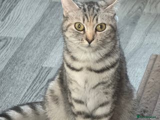 British Shorthair cats 🐾Gorgeous British shorthair🐾 - Advert 1