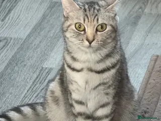 British Shorthair cats 🐾Gorgeous British shorthair🐾 - Advert 3