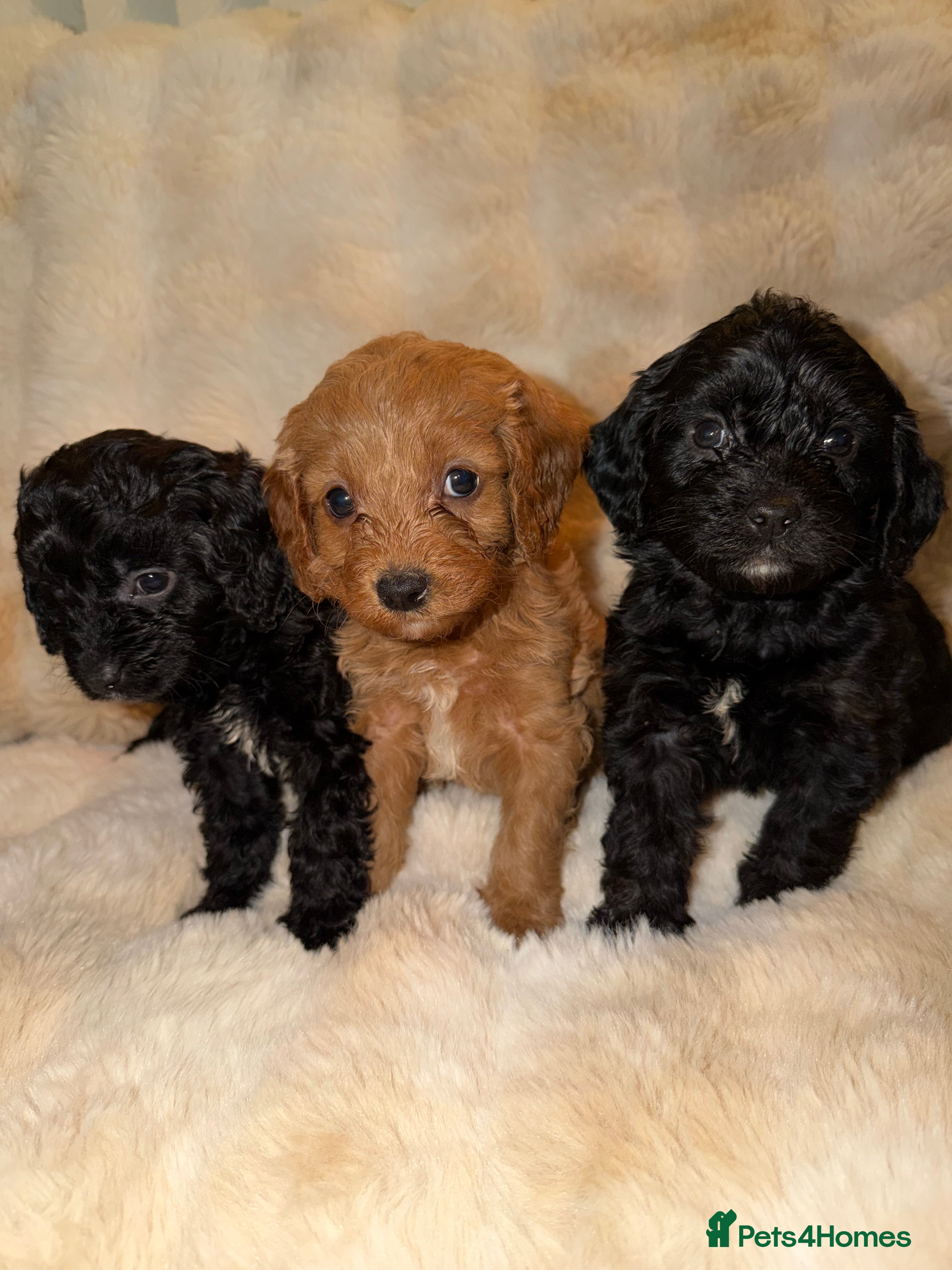 Cavapoo dogs 🐶 Beautiful Cavapoo Puppies – Ready 3rd March - Advert 8