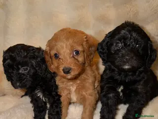 Cavapoo dogs 🐶 Beautiful Cavapoo Puppies – Ready 3rd March - Advert 8