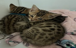 Bengal cats for sale: 3 Bengals for sale - Image 7