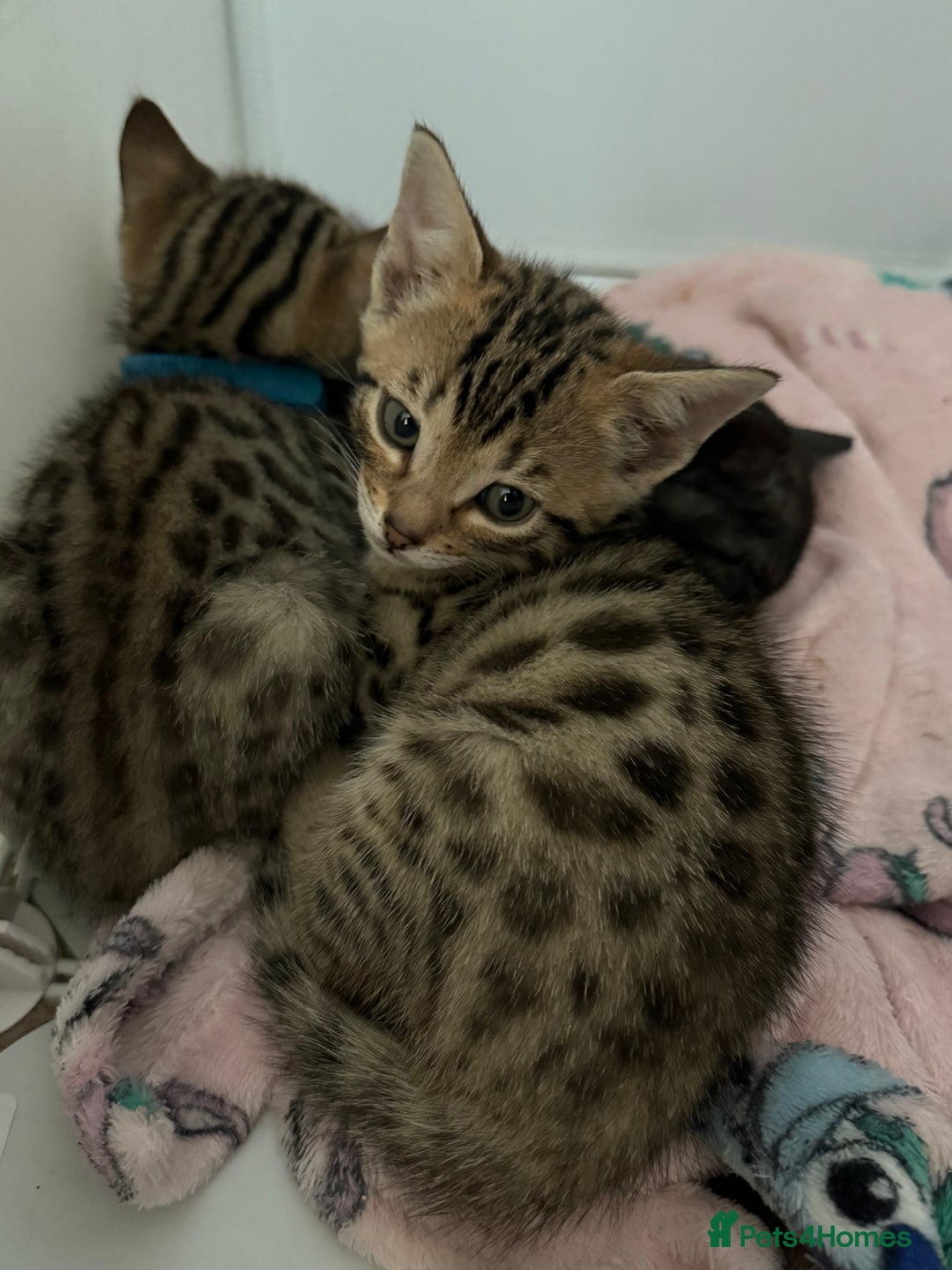 Bengal cats for sale: 3 Bengals for sale - Image 7