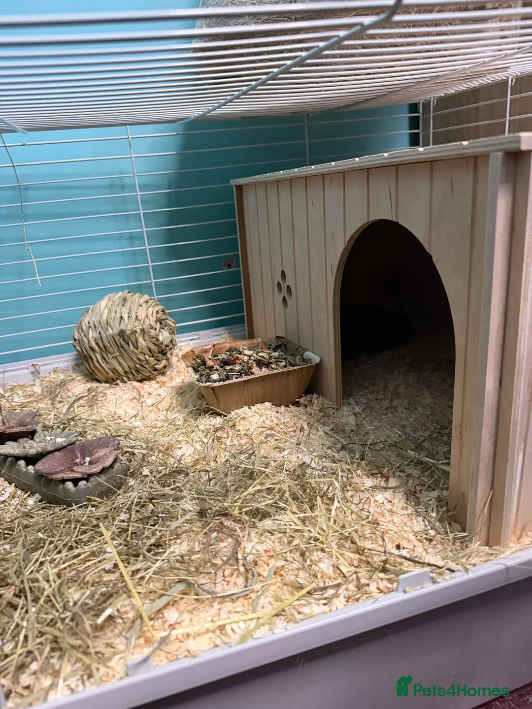 Guinea Pig rodents for sale: 2 guinea pigs + cage  in Slough - Advert 4
