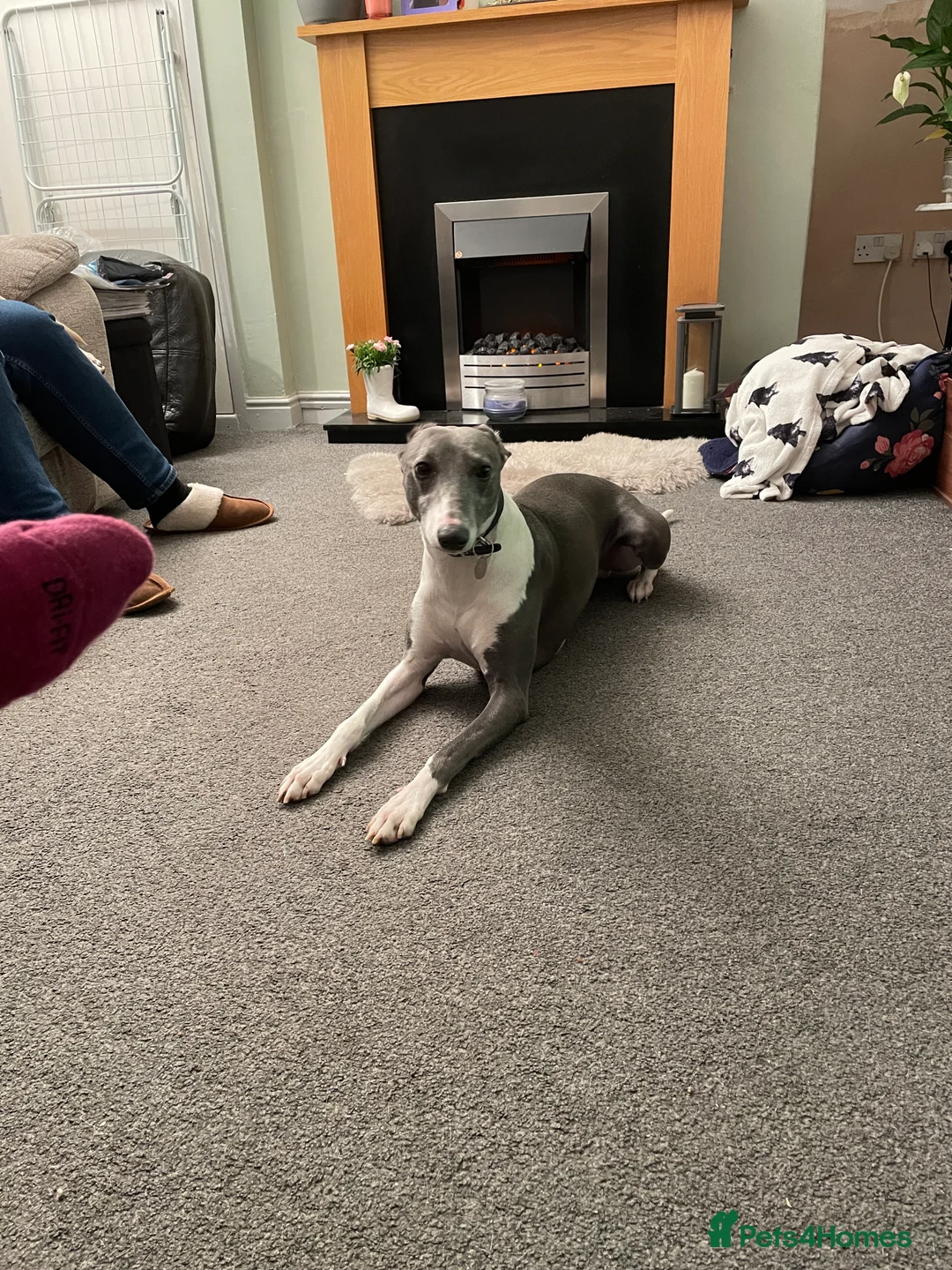 Whippet dogs for stud: Blue whippet for stud in Rochdale - Advert 2