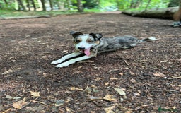 Welsh Collie dogs for sale: Welsh collie boy  - Image 2