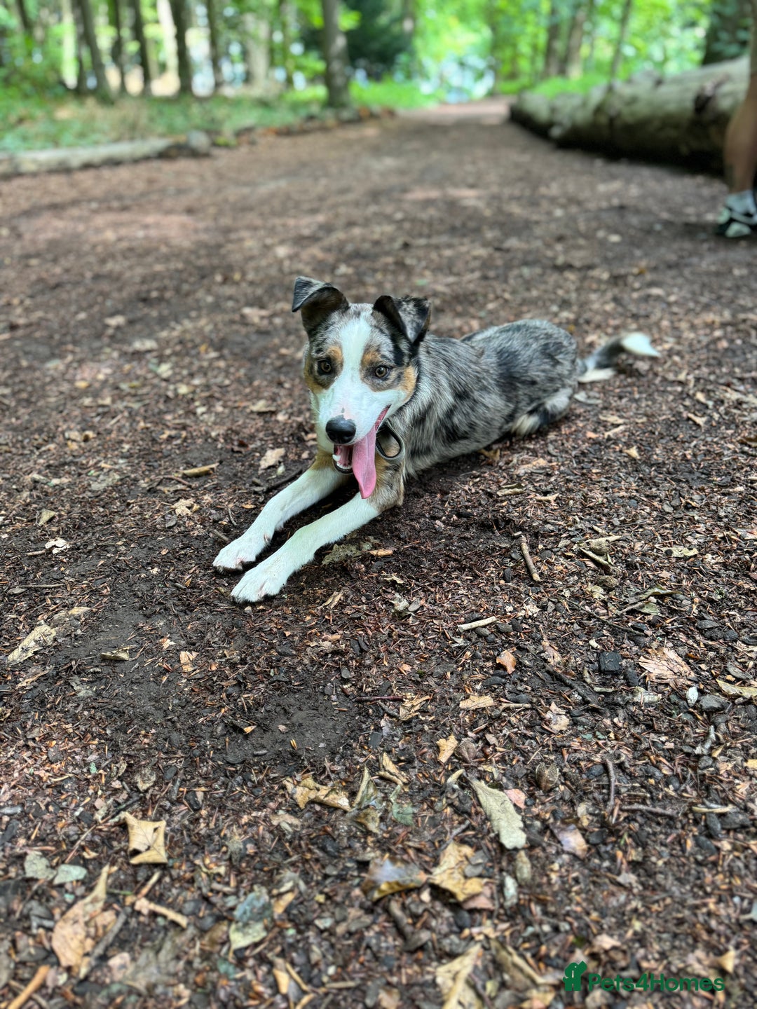 Welsh Collie dogs for sale: Welsh collie boy  - Image 2