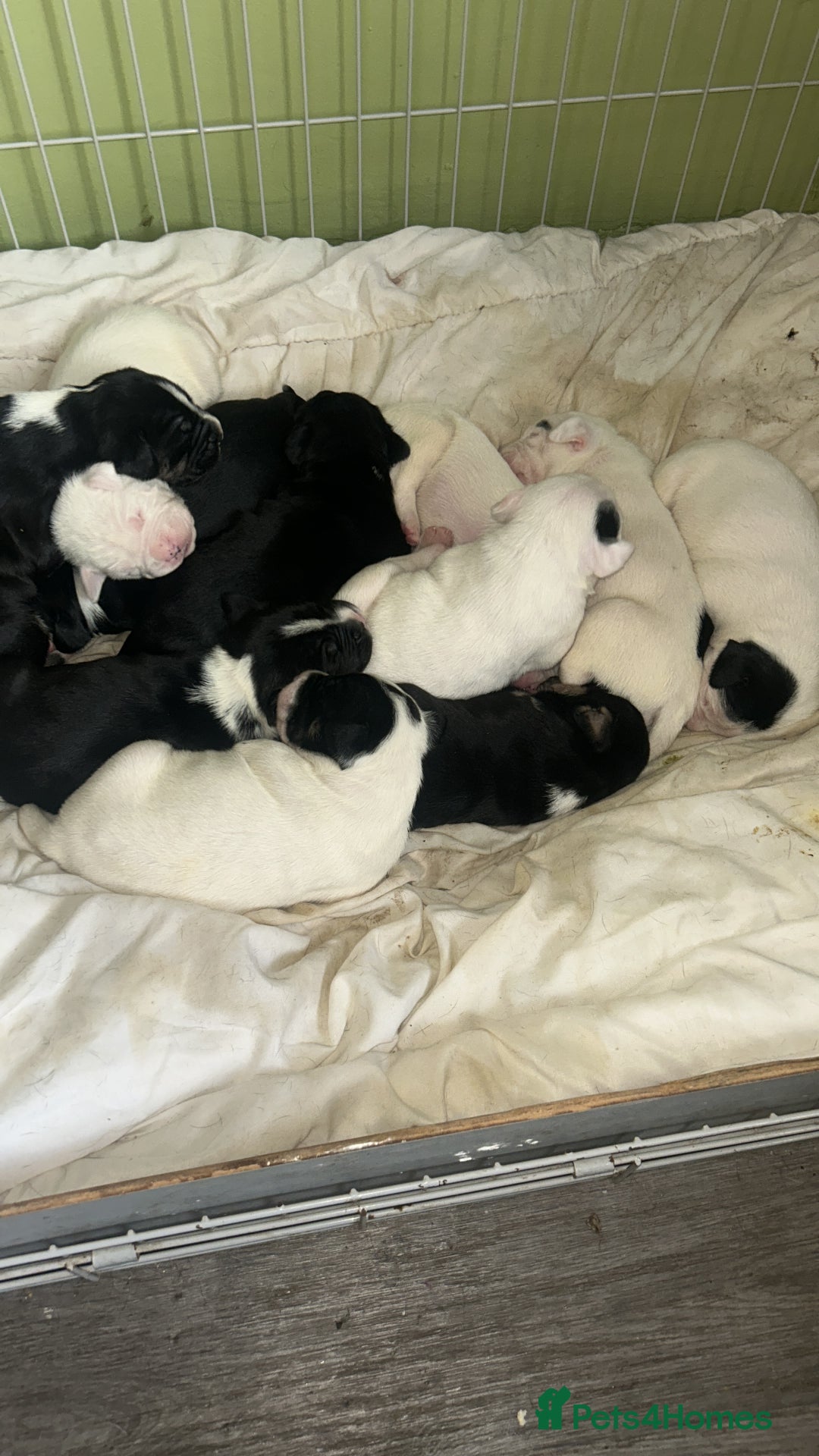 Mixed Breed dogs for sale: 🐾 11 Adorable Puppies From an Accidental Litter - Advert 14