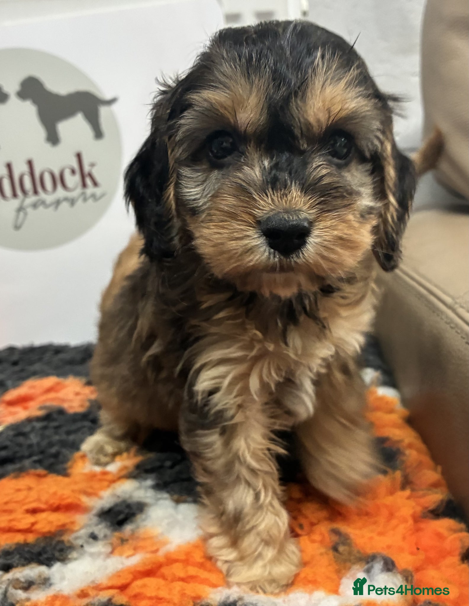 Cockapoo dogs 🌟 Last 2 Beautiful cockapoo boys 🌟 - Advert 1