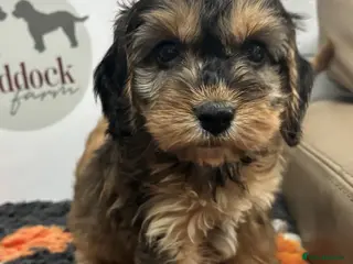 Cockapoo dogs for sale: 🌟 Last 2 Beautiful cockapoo boys 🌟 - Advert 1