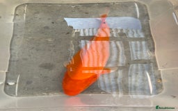 Koi Carp fish for sale: 💥QUALITY KOI CARP COLOURFUL NICE SELECTION💥 - Image 13
