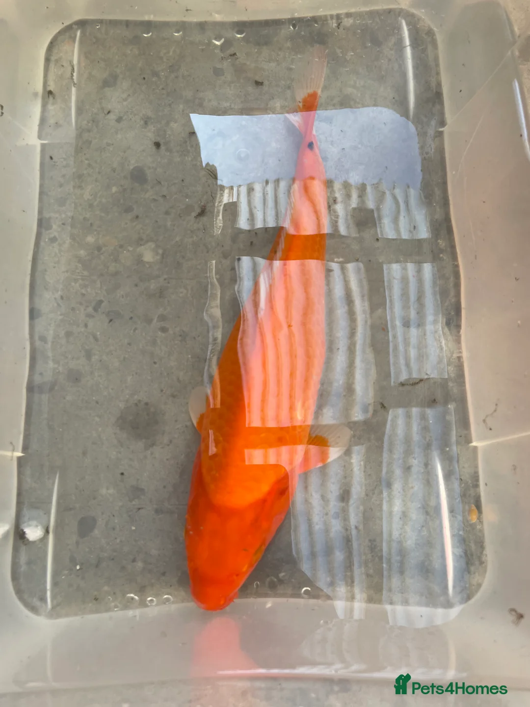 Koi Carp fish for sale: 💥QUALITY KOI CARP COLOURFUL NICE SELECTION💥 - Advert 2