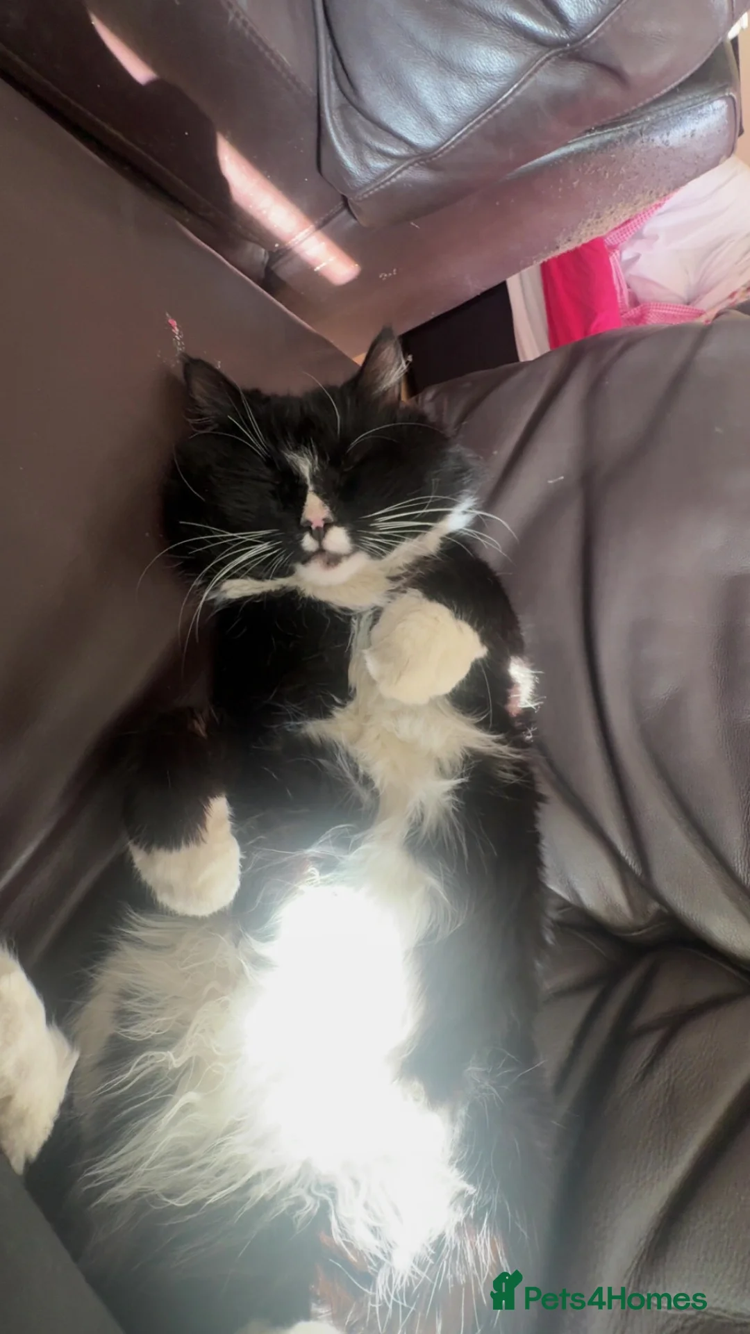 Mixed Breed cats for sale: Cat for sale asap in Dundee - Advert 2