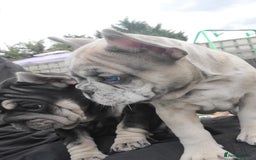 French Bulldog dogs for sale: Merle female French bulldog💗 - Image 7