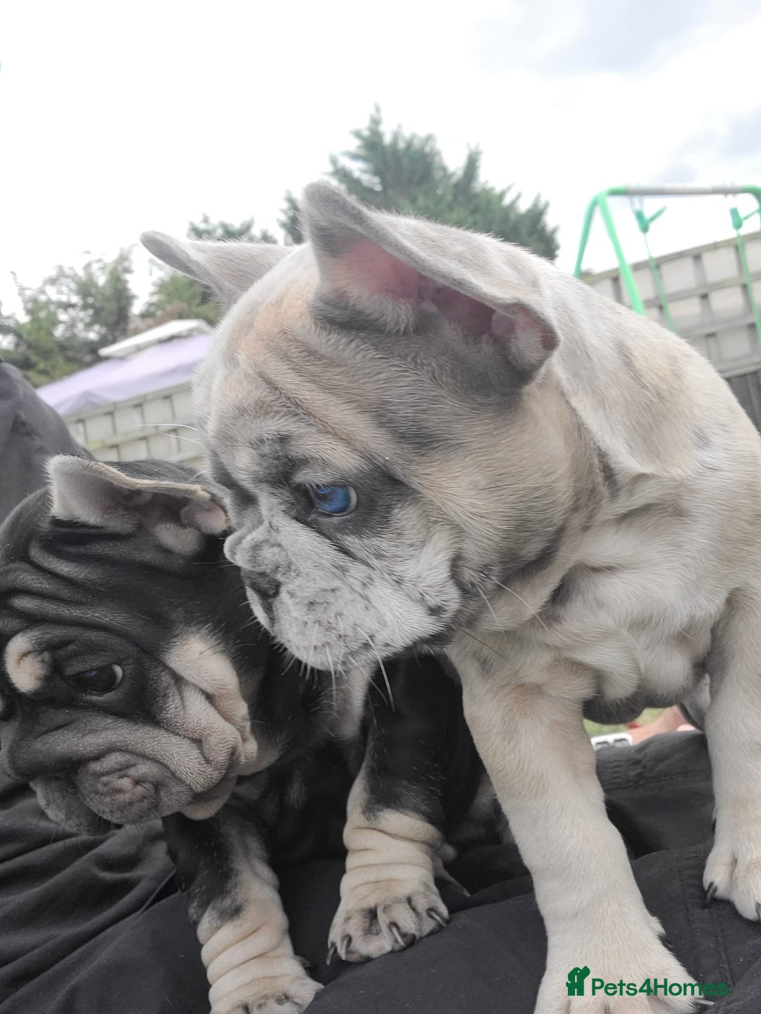 French Bulldog dogs for sale: Merle female French bulldog💗 - Image 7
