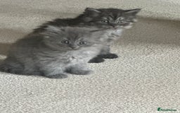 Persian cats for sale: Persian x British shorthair  - Image 1