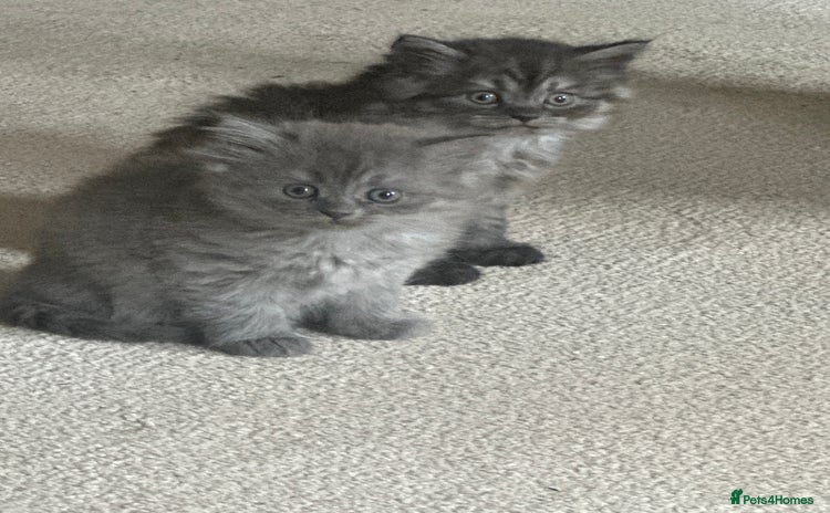 Persian cats - Advert 5