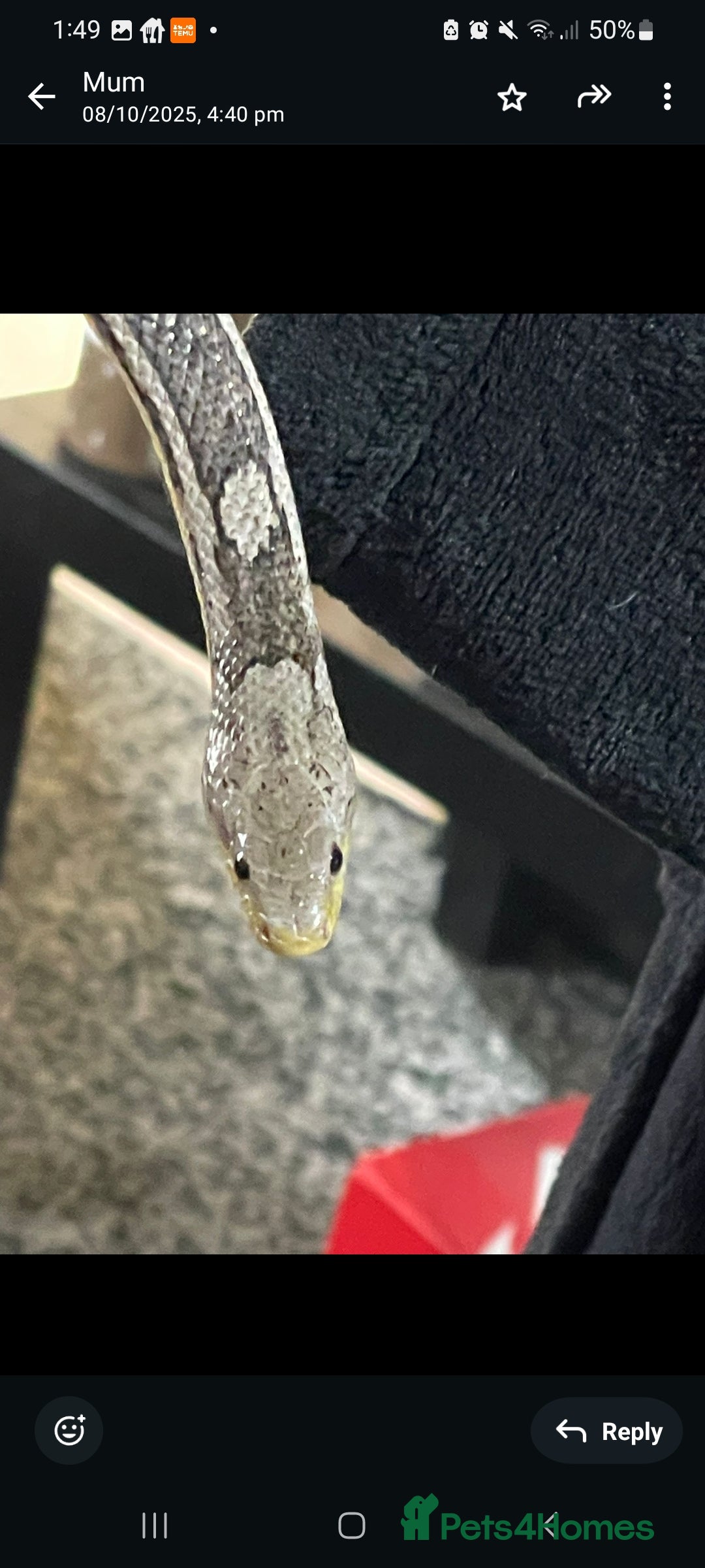 Corn Snake reptiles Ghost cornsnake for rehoming  - Advert 1