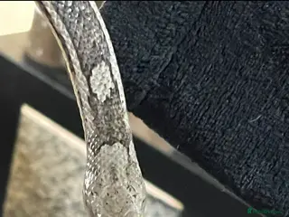 Corn Snake reptiles Ghost cornsnake for rehoming - Advert 1