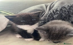 Mixed Breed cats for sale: 3 baby boys looking for their new homes , 4 weeks  - Image 9
