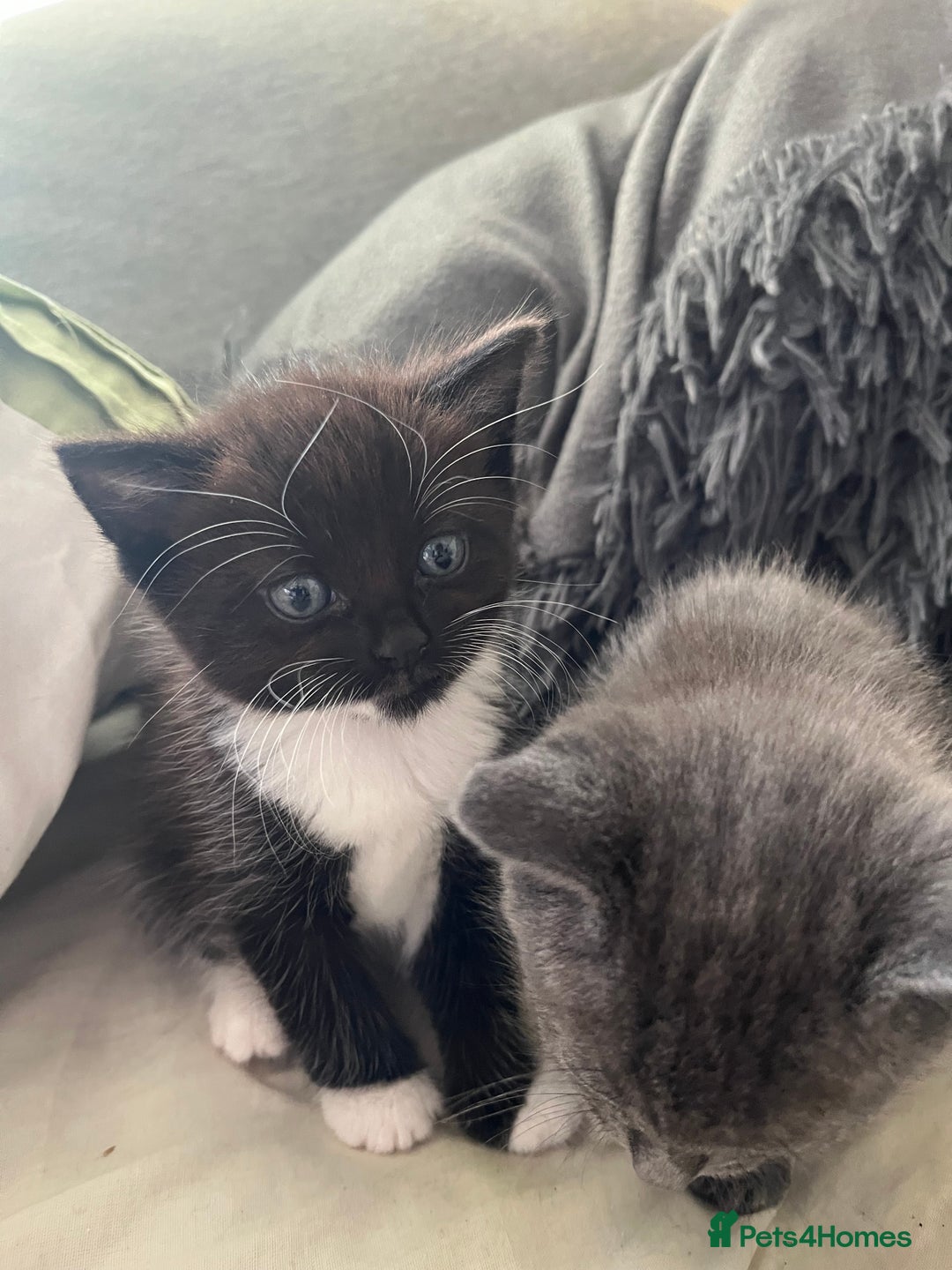 Mixed Breed cats for sale: 3 baby boys looking for their new homes , 4 weeks  - Image 9