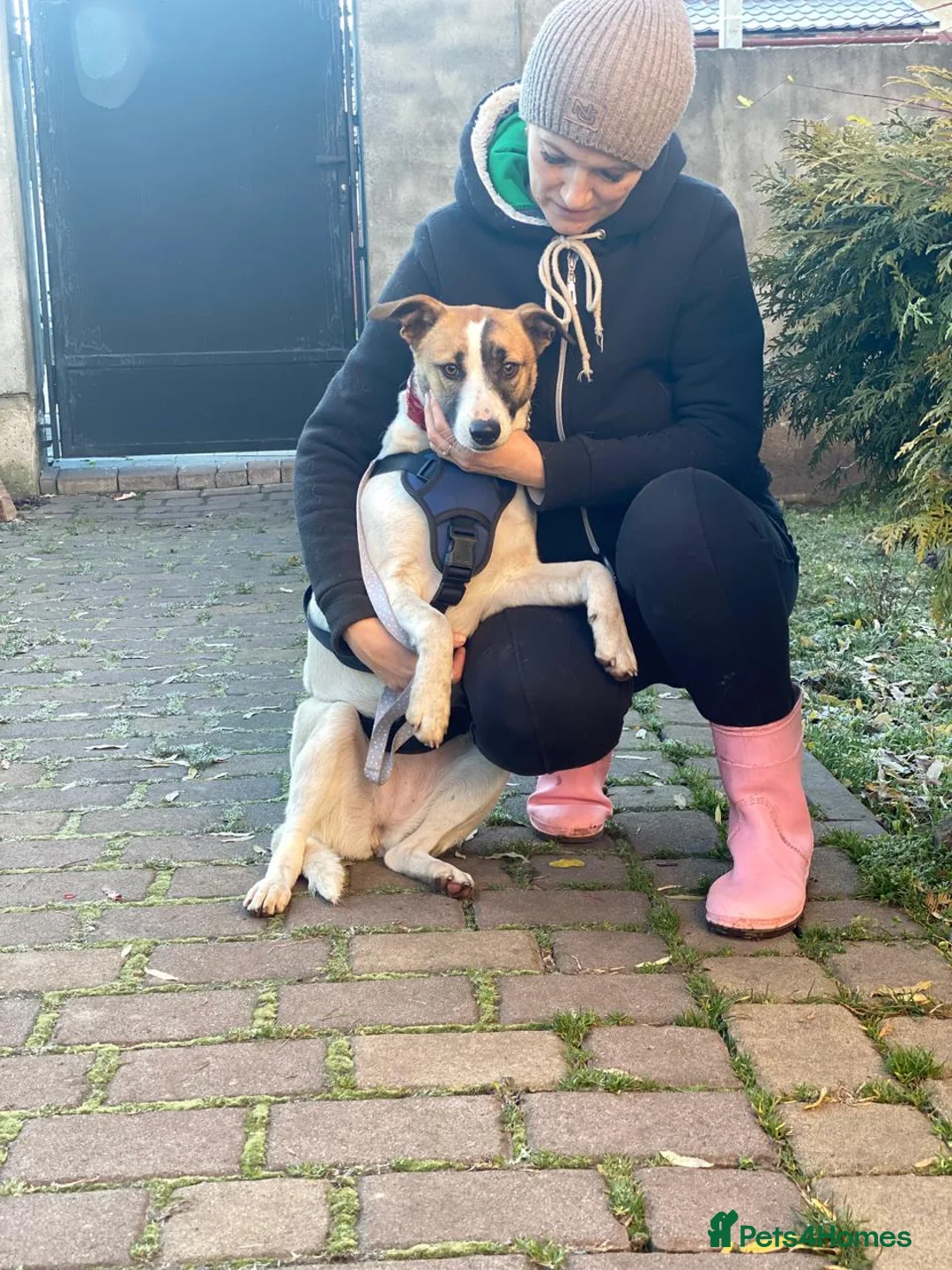 Mixed Breed dogs for adoption: ❤️ZAYKA❤️ 11 months, Playful Spirit, Loving Heart - Advert 13