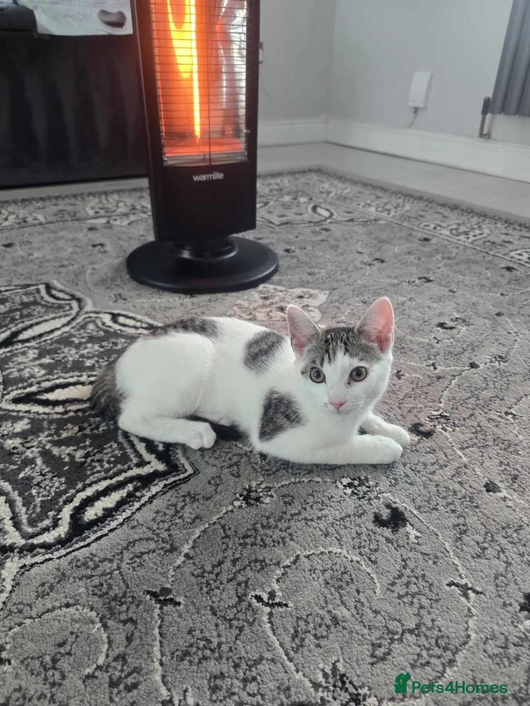 Mixed Breed cats for sale: Tabby Cross Female Kitten  - Advert 2