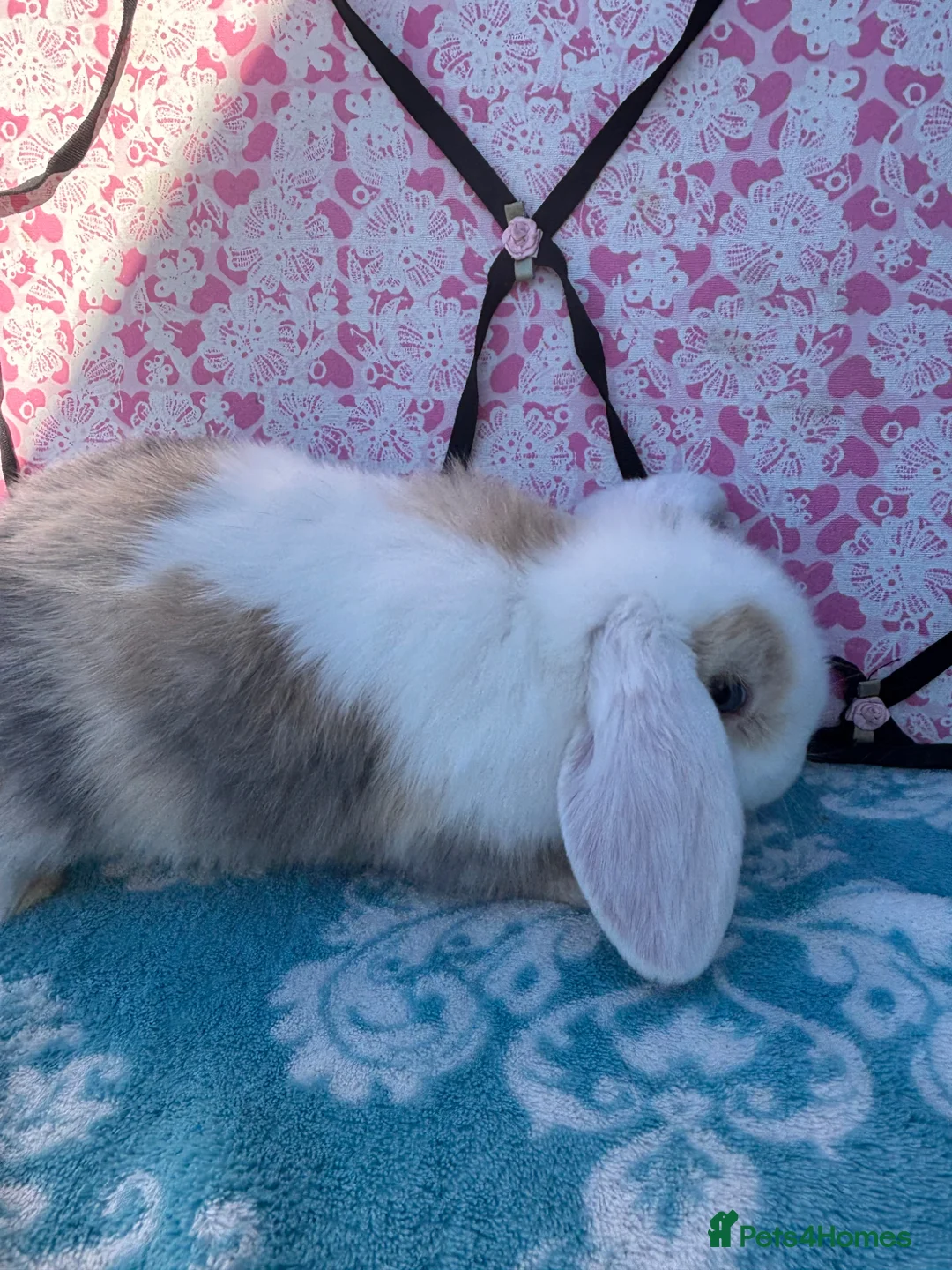 Mini Lop rabbits for sale: Last 2 Pure bred mini lop babies - Advert 2