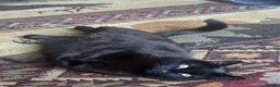 British Shorthair cats for sale: Cat for Rehoming 8 year old male in Totnes - Advert 9